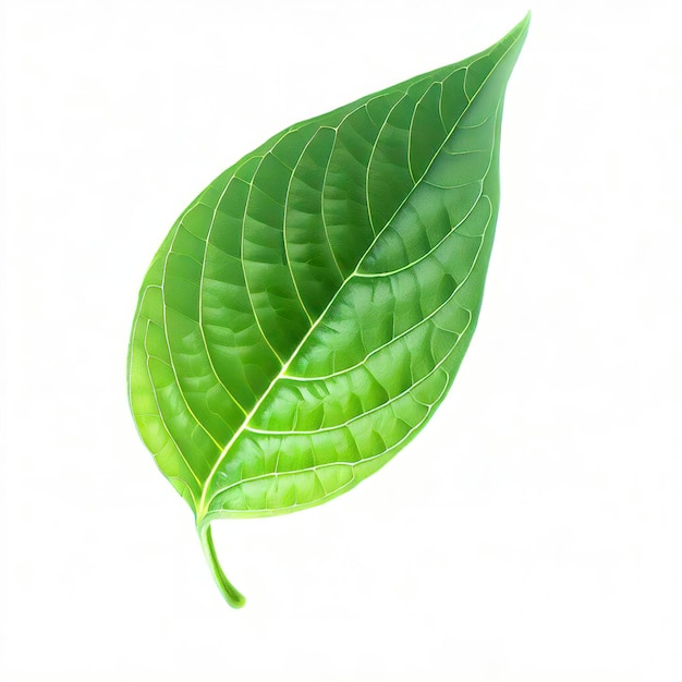 Feuille de piment isolé sur fond blanc Motif de feuilles vertes de poivre