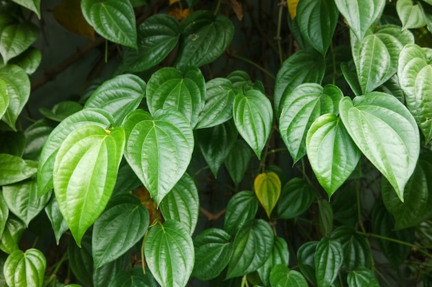 feuille de piment vert Indonésie herbe de feuille sauvage piment sarmentosum Roxb