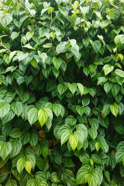 feuille de piment vert Indonésie herbe de feuille sauvage piment sarmentosum Roxb