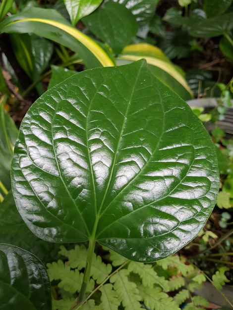 Feuille de Piper sarmentos vert