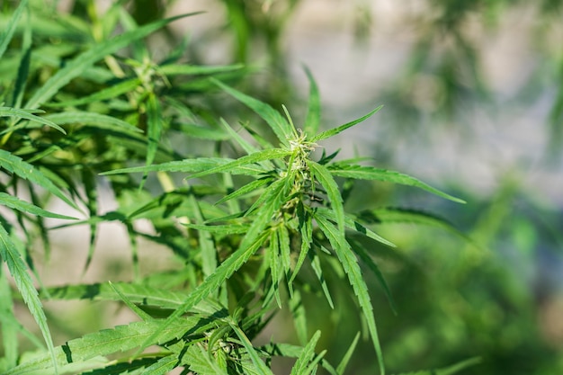 Feuille de plante de cannabis marijuana poussant à l'extérieur dans le jardin