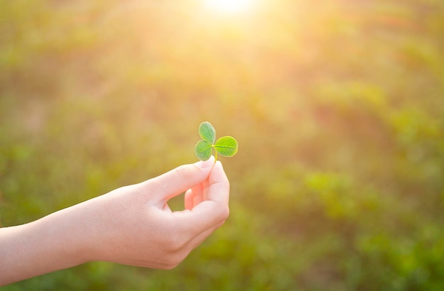 feuille de plante dans la main des enfants à l'extérieur en été