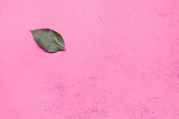 Feuille d'une plante sur fond rose