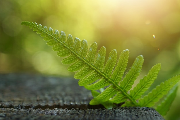Feuille de plante de fougère verte texturée en été dans la nature
