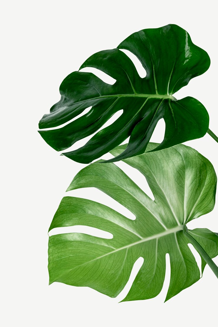 Photo feuille de plante monstera delicosa sur fond blanc