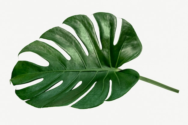 Feuille de plante Monstera delicosa sur fond blanc