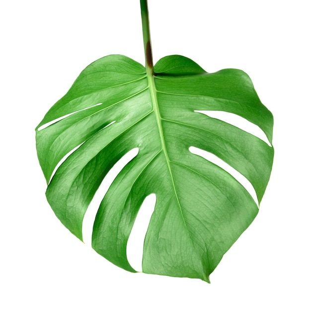 Feuille de plante Monstera sur fond blanc