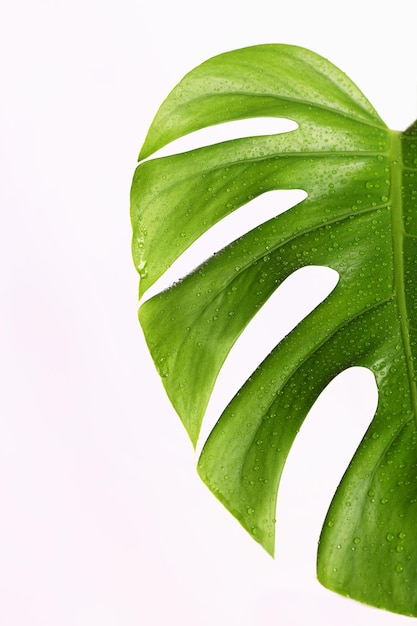 Feuille de plante Monstera