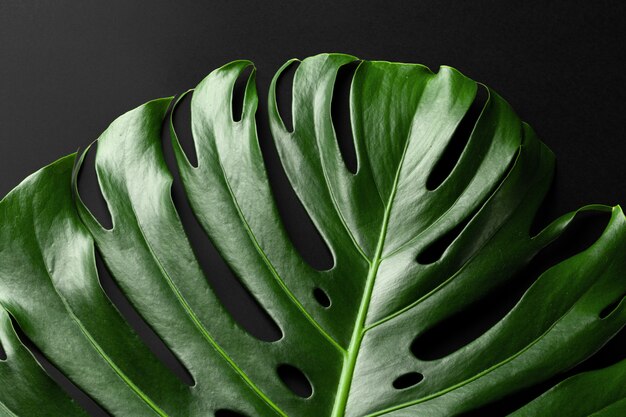 Feuille de plante tropicale Monstera sur fond noir