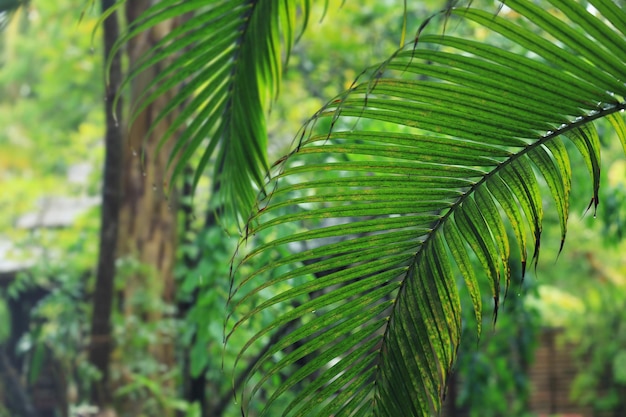 Feuille de plante tropicale verte à l'extérieur