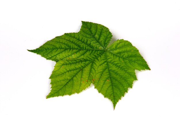 Feuille de plante verte avec une belle texture sur fond blanc