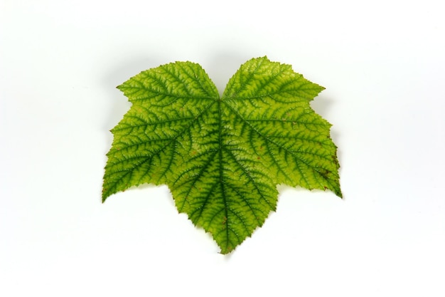 Feuille de plante verte avec une belle texture sur fond blanc