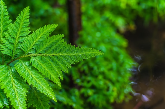 Feuille de plantes vert clair naturel