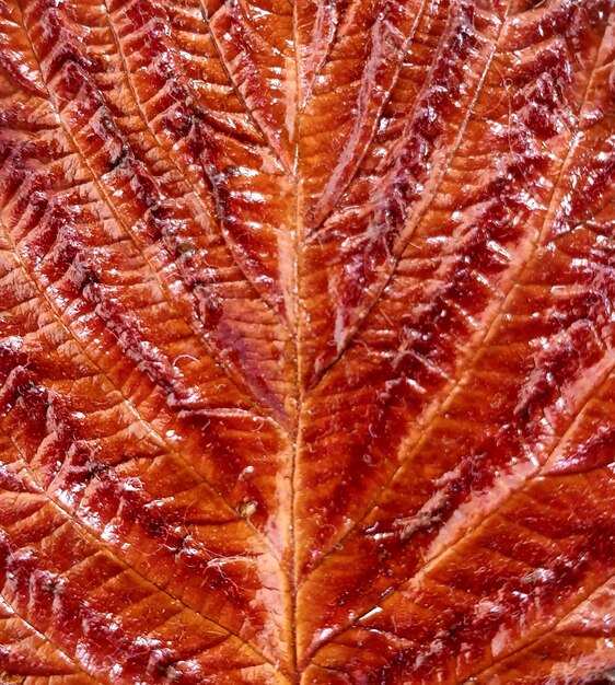 Photo une feuille en plein cadre