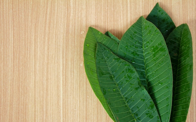 Feuille de Plumeria sur une Base en Bois