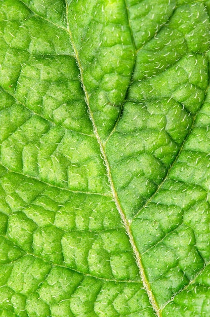 Feuille de pomme de terre verte bouchent Macrophotographie Copier l'espace