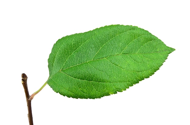 Feuille de pomme verte sur fond blanc