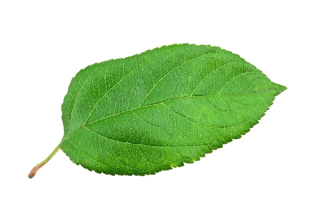 Feuille de pomme verte sur fond blanc