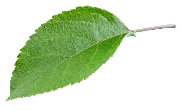 Feuille de pommier vert isolé sur fond blanc