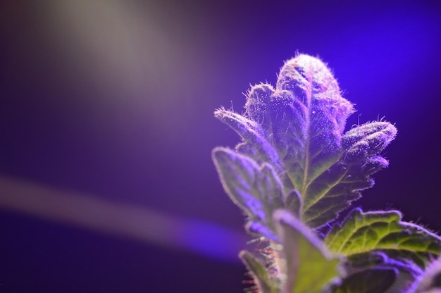 Une Feuille De Pousse Dans Un Pot Sous La Lumière D'une Phytolampe. Fermer.