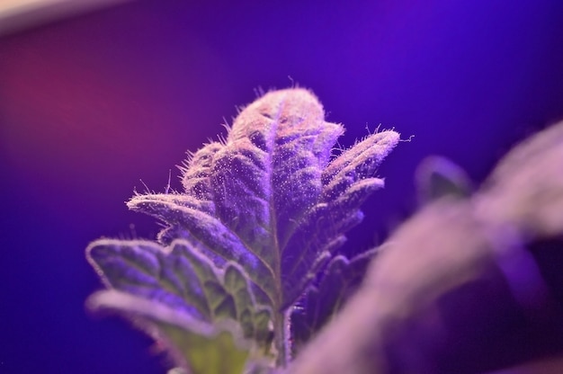 Une feuille de pousse dans un pot sous la lumière d'une phytolampe. fermer.