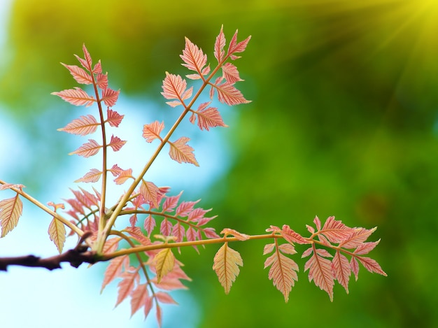 Feuille de printemps. Composition de la nature.