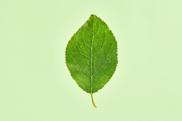 Une feuille de prunier vert sur fond vert clair macro détaillée photo en gros plan de feuille de prunier