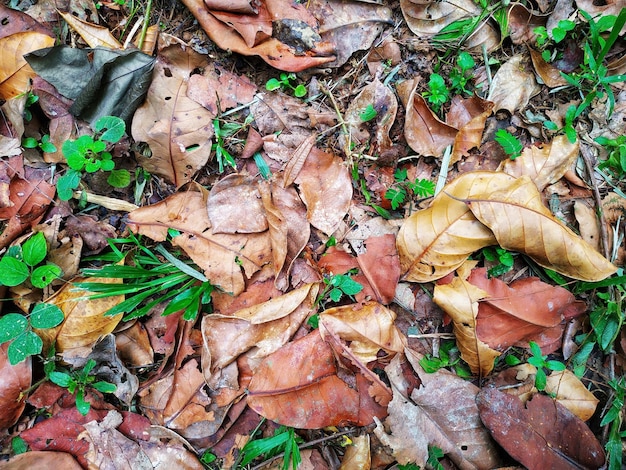 Une feuille qui est au sol avec des plantes et des feuilles