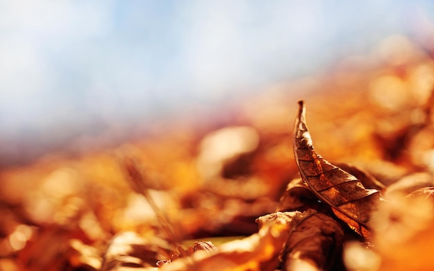 une feuille qui est posée sur le sol