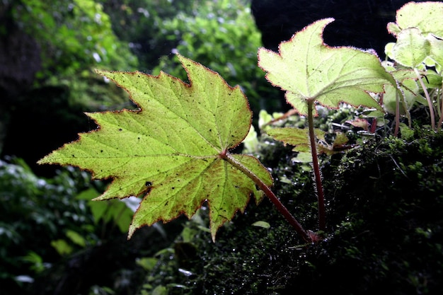 Photo une feuille qui est verte et qui porte le mot érable