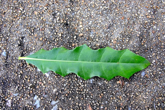 Une feuille qui porte le mot banane