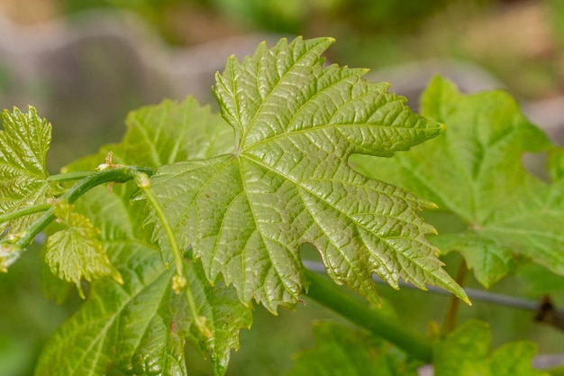 Photo une feuille de raisin sur un buisson dans le jardin