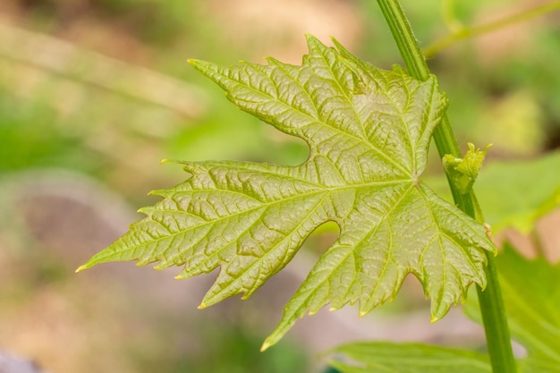 Une feuille de raisin sur un buisson dans le jardin