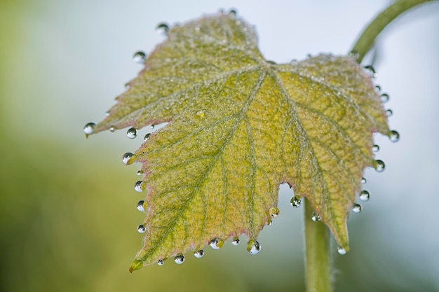 Feuille de raisin avec des bulles d'eau de rosée du matin