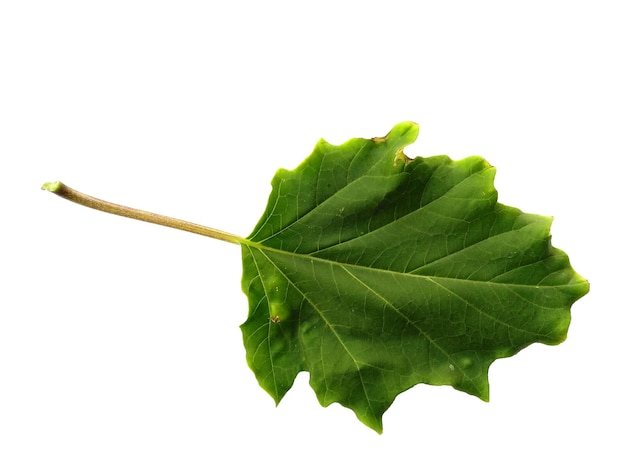 Feuille de Ricinus communis isolé sur fond blanc