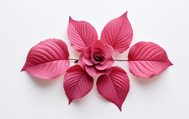 Feuille de rose sur fond blanc