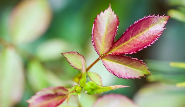 Feuille de rose rouge avec des gouttes de pluie dans le bokeh du jardin d'automne avec réflexion de la lumière