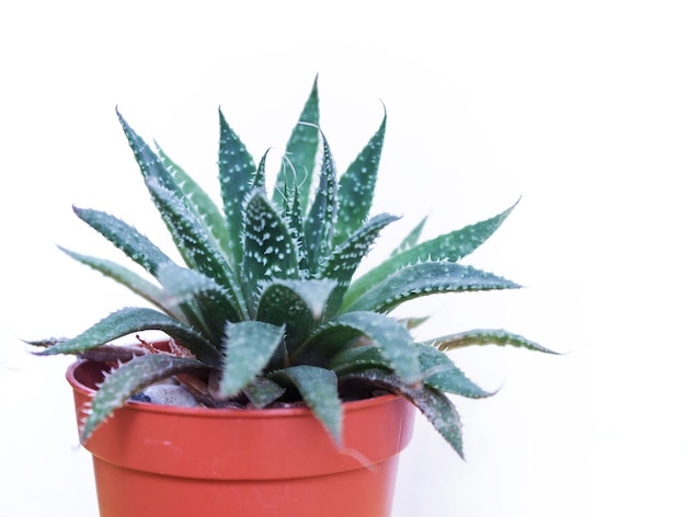 Feuille de rosette d'aloès succulente sur fond blanc