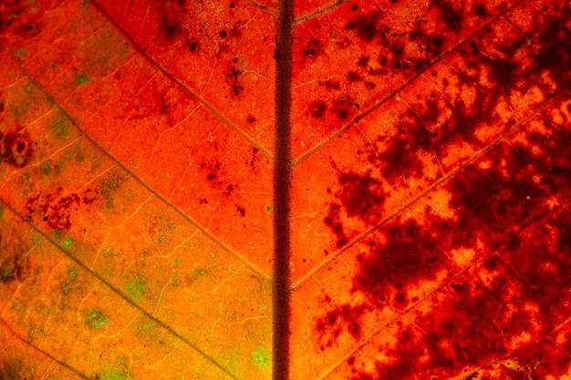 Feuille rouge en automne Art abstrait Macro photographie