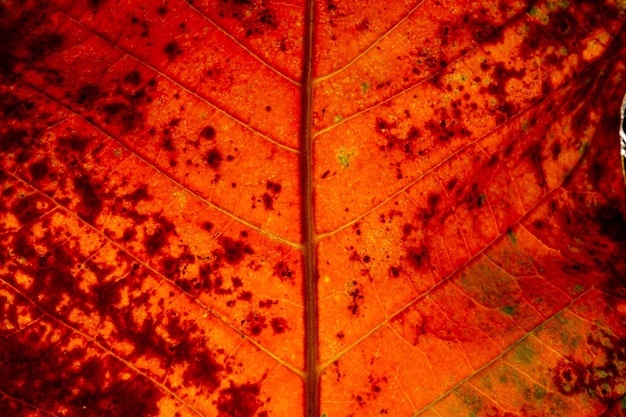 Feuille rouge en automne Art abstrait Macro photographie