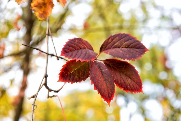 Feuille rouge L'automne est déjà là Feuilles vibrantes se bouchent Fond automnal Feuilles de branche Conception de motifs floraux Saison d'automne lumineuse Au revoir septembre Pourquoi les feuilles changent de couleur