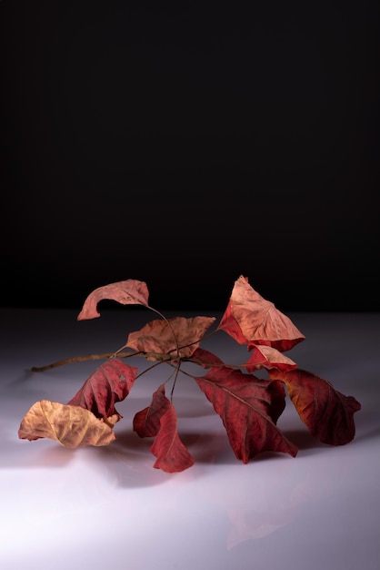 Feuille rouge d'automne nature morte minimalisme sur fond sombre