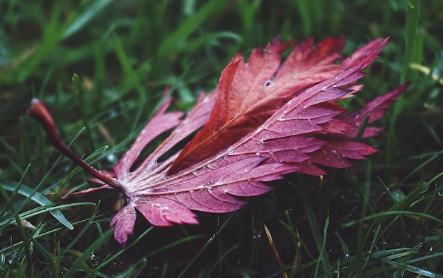 une feuille rouge dans l'herbe avec des gouttes d'eau dessus.