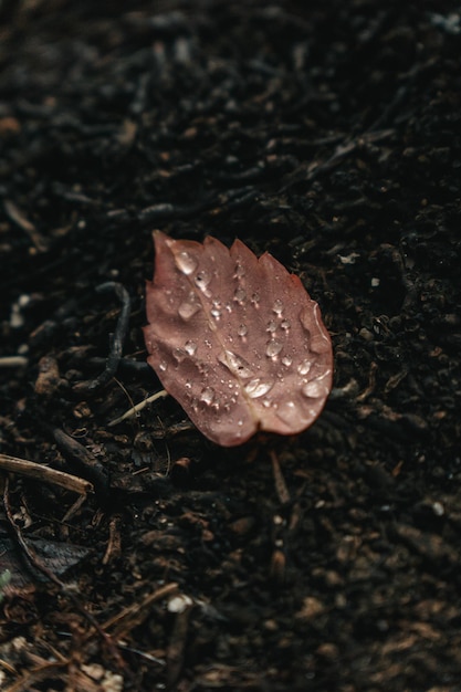 La feuille rouge avec des gouttes d'eau.