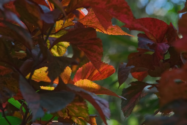 Feuille rouge orange translucide avec fond vert flou