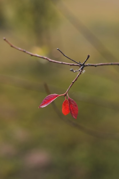 Feuille rouge solitaire accrochée à la branche d'arbre Humeur d'automne Fond d'écran de carte postale de la saison d'automne