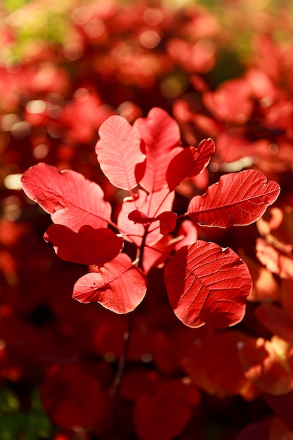 Feuille rouge vif