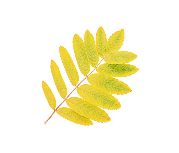 Feuille de rowan jaune d'automne isolé sur fond blanc