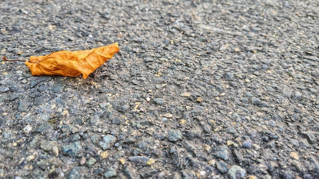 FEUILLE SÈCHE JAUNE TOMBE D'ARBRE SUR LE BORD DE LA ROUTE