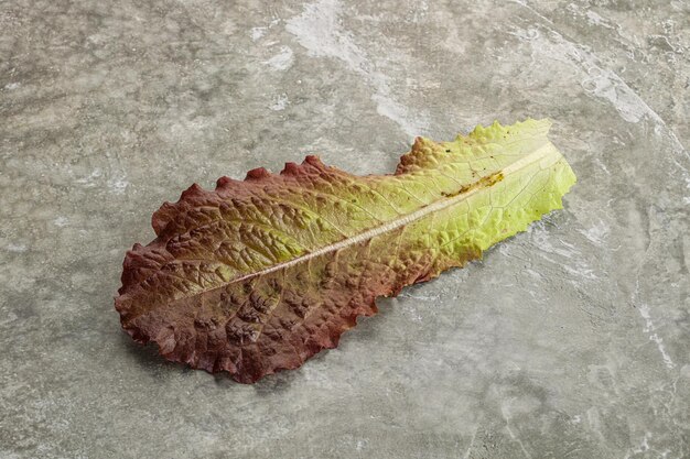 Feuille de salade de laitue verte fraîche isolée